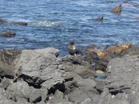 Cape Palliser - zeerob 1