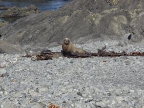 Cape Palliser - zeerob 2