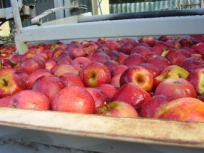 Fruitworld - Appels sorteren 1