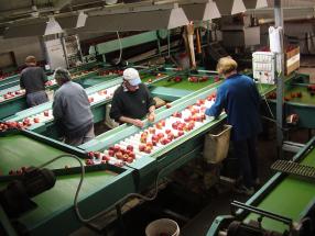 Fruitworld - Appels sorteren 2