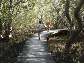 Haruru Falls Track 1