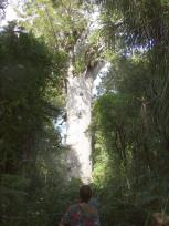 Tane Mahuta