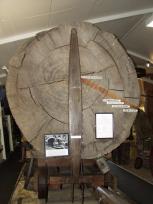 Kauriboom uit 1100, omgezaagd in 1960