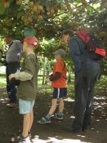 Kiwi 360 - onder de kiwibomen