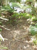 Lake Tarawera - Speurtocht 2