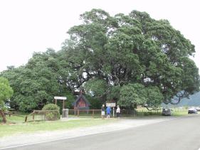 Te Araroa - de grootste Pohutukawa Tree 1