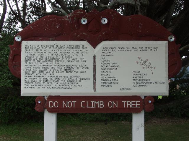 Te Araroa - de grootste Pohutukawa Tree 2