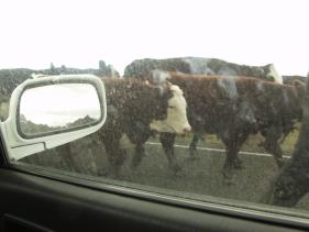 State Highway 35: koeien op de weg !!