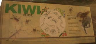 kiwi's eten vooral insekten