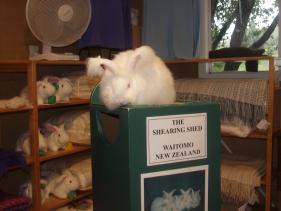 Waitomo - Shearing Shed 1