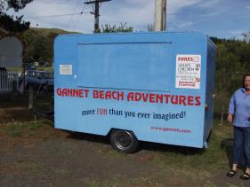 Gannets - Jan-van-Genten 1