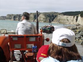 Gannets - Jan-van-Genten 3