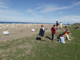 Gannets - Jan-van-Genten 6