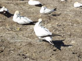 Gannets - Jan-van-Genten 7