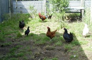 het kippenhok van tante Tinie