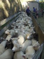 De schaapskudde in het hok