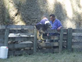 De schaapshonden doen hun werk 1