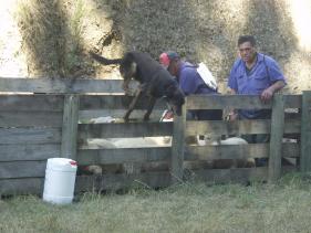 De schaapshonden doen hun werk 2