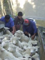 Lammeren krijgen een wormenkuur