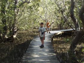 Op het pad in het mangrovenbos